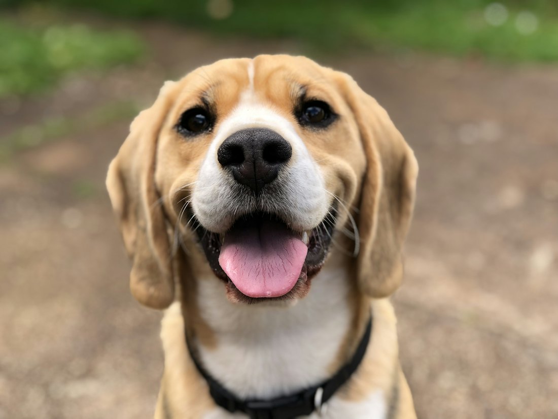 Sonrisas después del rescate