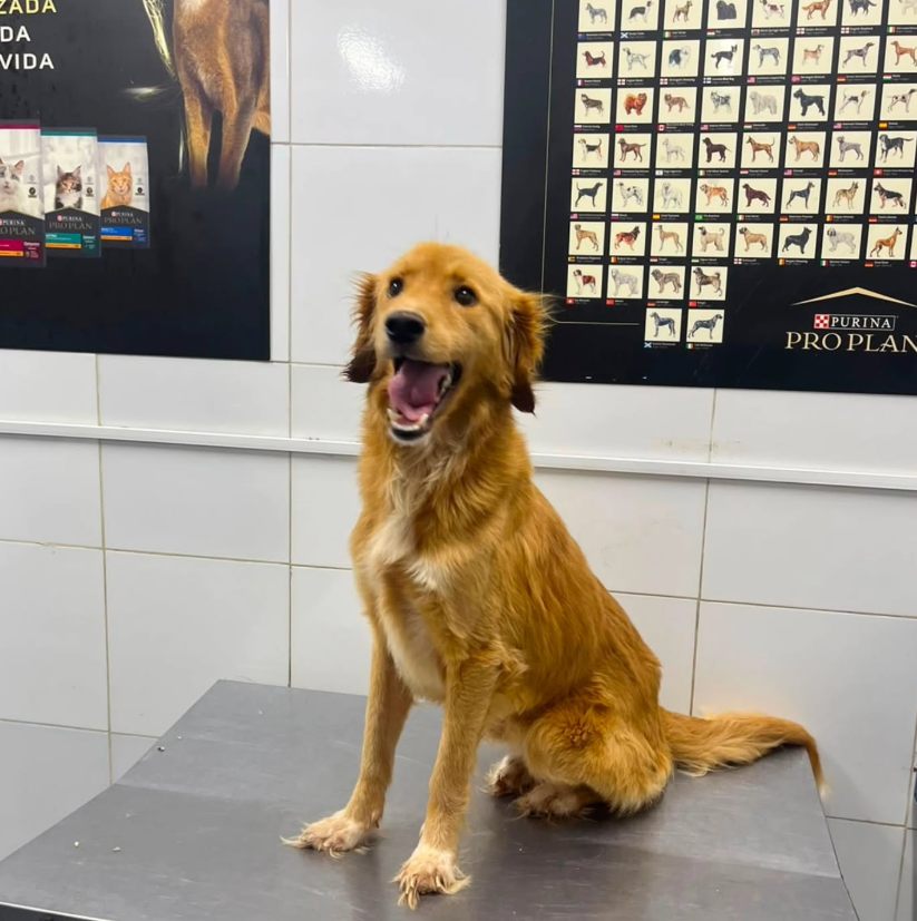 Perrito rescatado por Huellitas