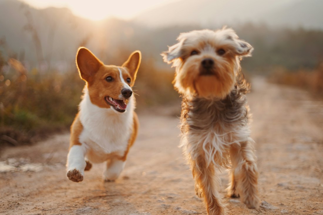 Dos perritos rescatados paseando