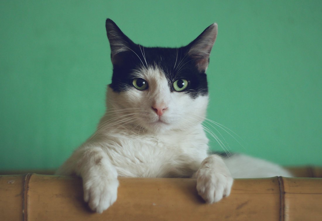 Gatitos esperando hogar